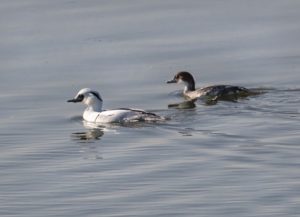 Foto: Hans-Martin Kochanek